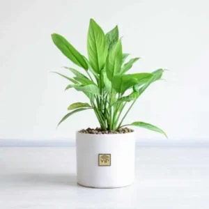 گلدان آپارتمانی آگلونما