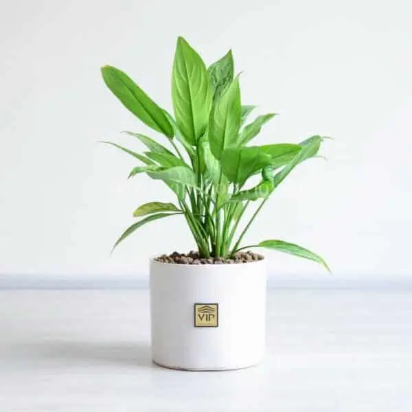 گلدان آپارتمانی آگلونما