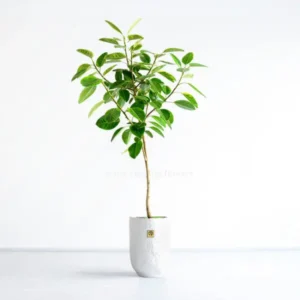 درختچه آپارتمانی فیکوس آلتیسیما طلایی