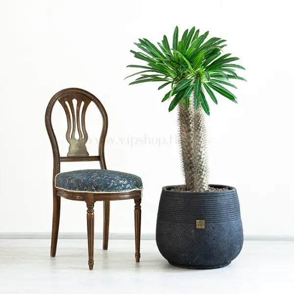 درختچه آپارتمانی نخل ماداگاسکار