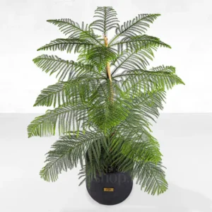 گلدان آپارتمانی کاج مطبق